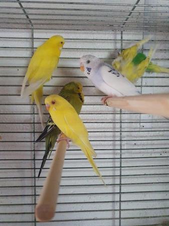 Image 7 of Selection of budgies available