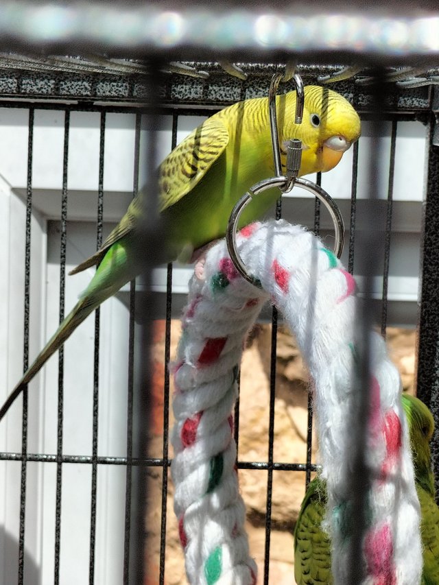 Preview of the first image of Bird's budgie............