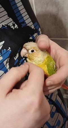 Image 3 of Semi tame young conure for new home