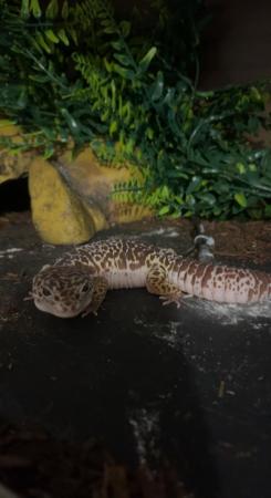 Image 4 of Leopard Gecko for sale with full vivarium