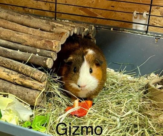 Image 4 of Rescue Guinea Pigs (with advice and guidance) for Adoption
