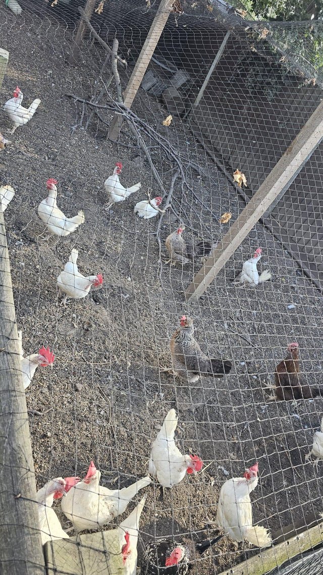 Flock of chickens for sale — photo 2 of 2