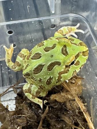 Image 7 of Pac-Man Lime Green Frog. Really nice pattern