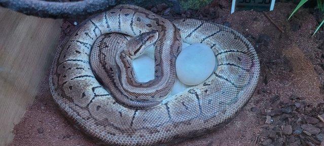 Image 3 of Various Ball Pythons For Sale
