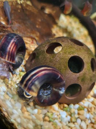 Image 4 of Baby Colombian Giant Ramshorn Snail ((Marisa cornuarietis)))