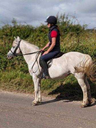 Image 2 of Pretty riding pony -Welsh type