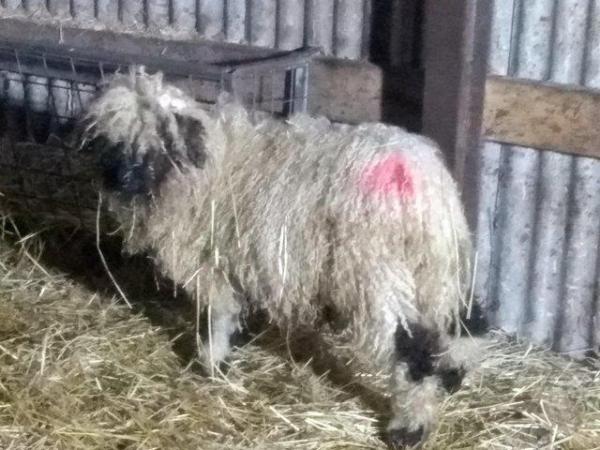 Image 2 of Valais Blacknose Wether.... Kentucky. For Sale Lancashire.