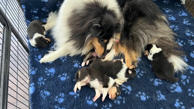 Image 6 of Tri Coloured Rough Collie Pups Available