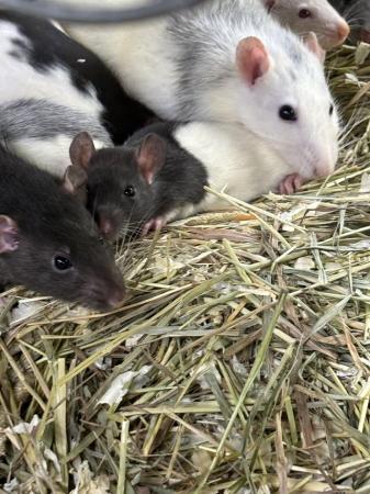 Image 4 of Young rats at various ages males and females