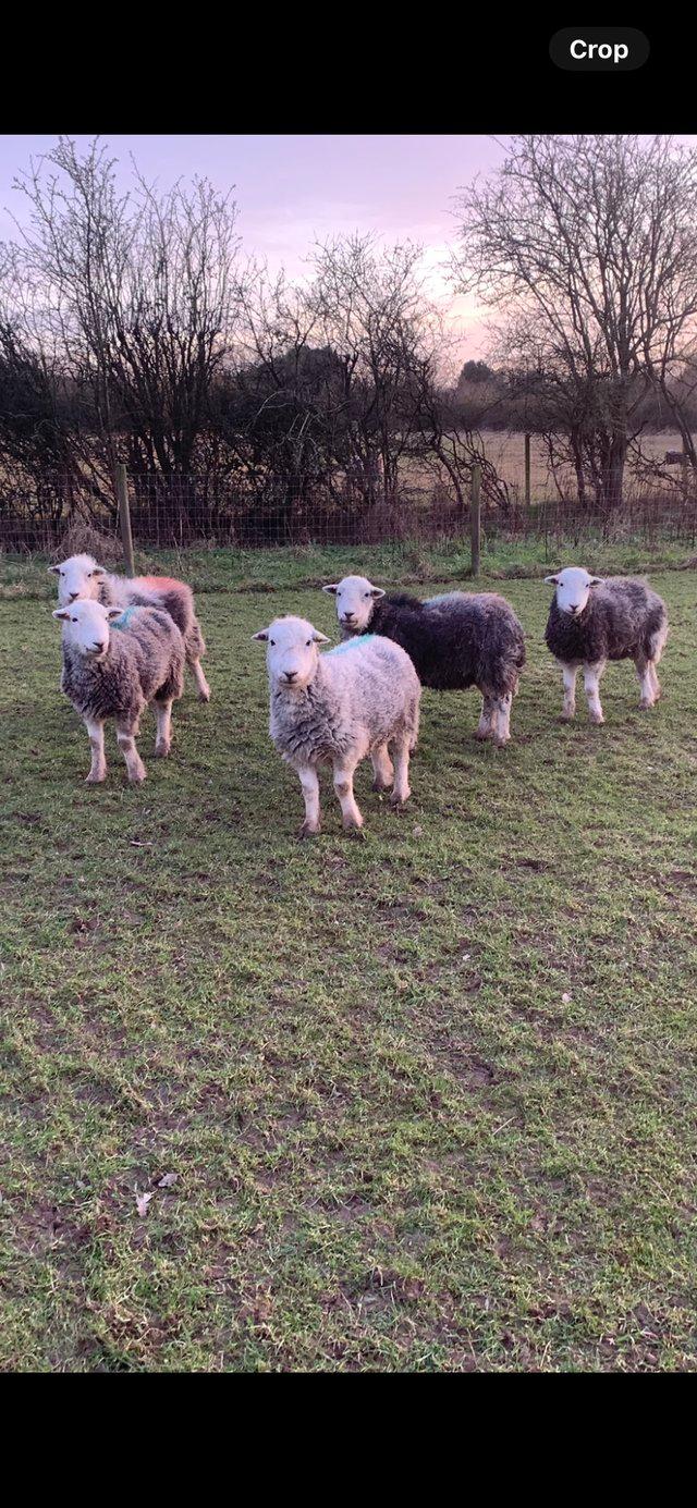 Preview of the first image of 5 Herdwick Ewes Looking For New Home.