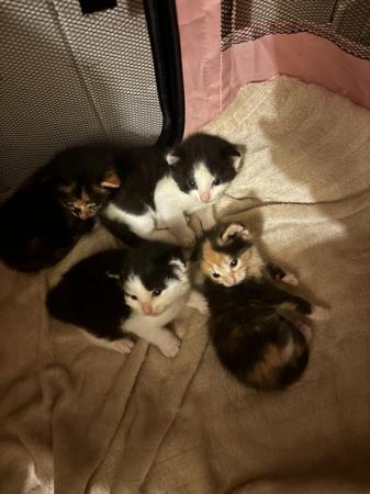 Image 7 of 4 beautiful kittens 2 girls 2 boys