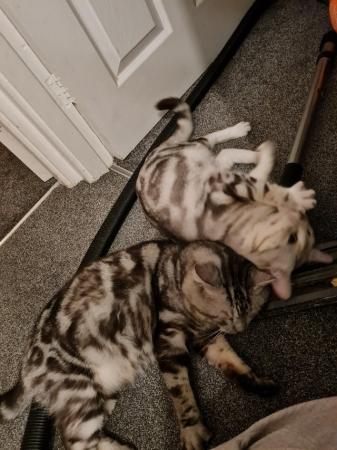 Image 2 of 4 silver mackerelbengal Cross silver tabbies for sale