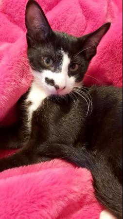 Stunning Oriental Kittens BLACK AND WHITE 3 BOYS for sale in Biggleswade, Bedfordshire - Image 9