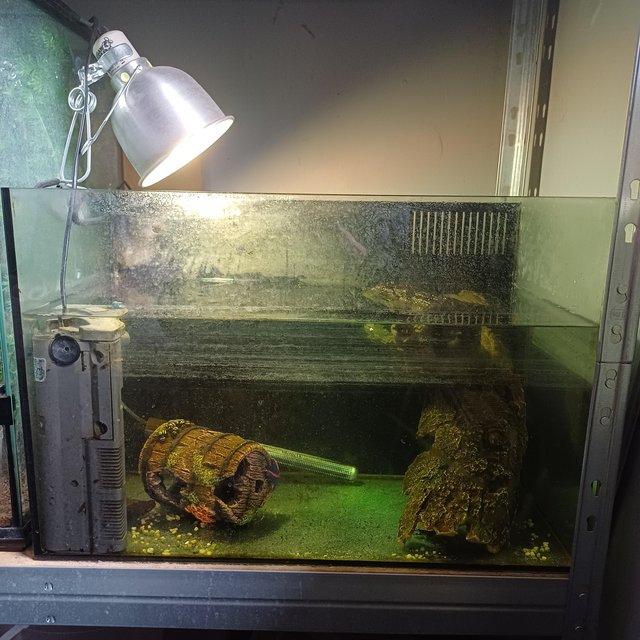 Preview of the first image of 2 young razorback musk turtles for sale.