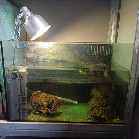 Image 1 of 2 young razorback musk turtles for sale