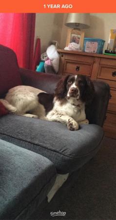 Image 2 of 5 year old springer spaniel male
