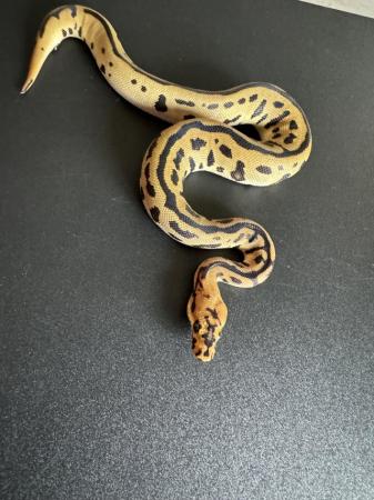 Image 5 of Spotnose Leopard Batman Clown Royal Python Male