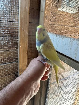 Image 4 of Baby budgies for sale £30 each collection mk404nn