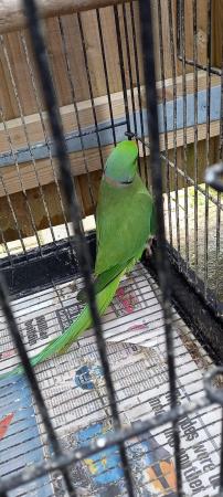 Image 2 of Male Ringneck for sale £110
