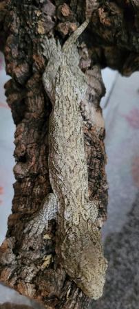Image 5 of Leachianus gecko female CB Nov 23 Moro x Pine island