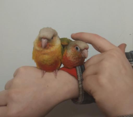 Image 5 of Hand Reared Baby Conure Parrots