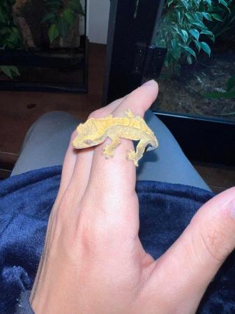 Image 8 of 4x baby HarleyQuinn crested geckos that need new homes