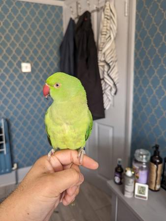 Image 2 of Hand reared tame Indian ringneck