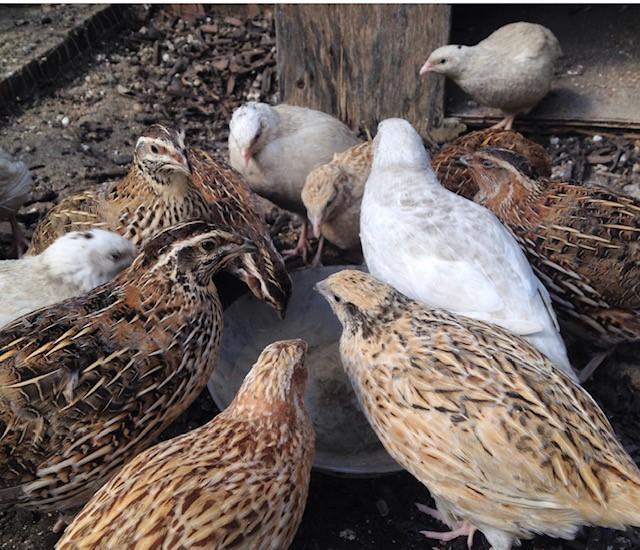 Preview of the first image of Quails for sale Leicestershire.
