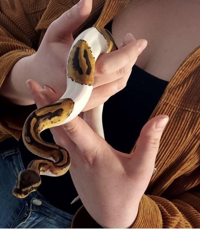 6 year old male Pied Ball python for sale — photo 4 of 4