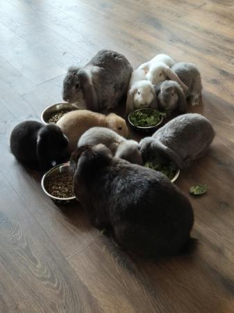Image 5 of Beautiful French Lops for forever homes