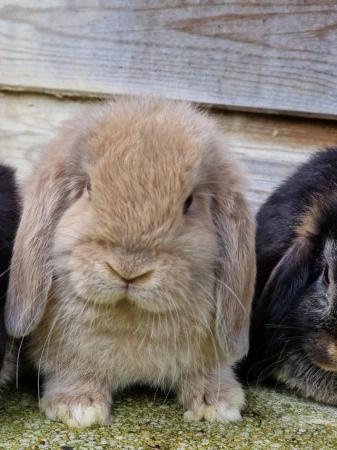Image 4 of Gorgeous pure mini lop baby rabbits for sale