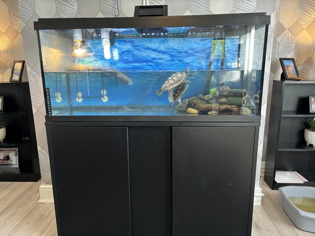 Preview of the first image of 2 x map turtles and 1 x musk turtle with full setup for sale.