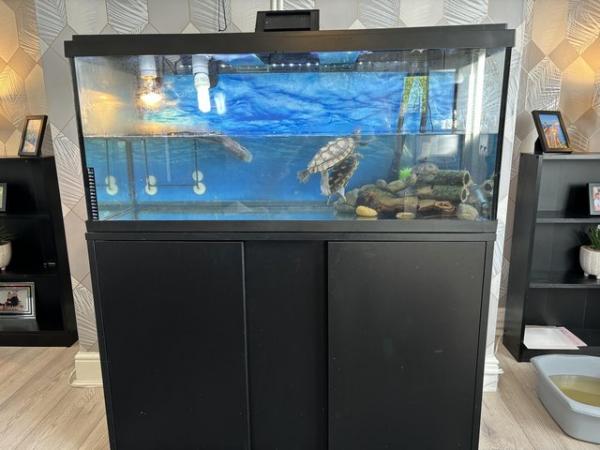 Image 1 of 2 x map turtles and 1 x musk turtle with full setup for sale