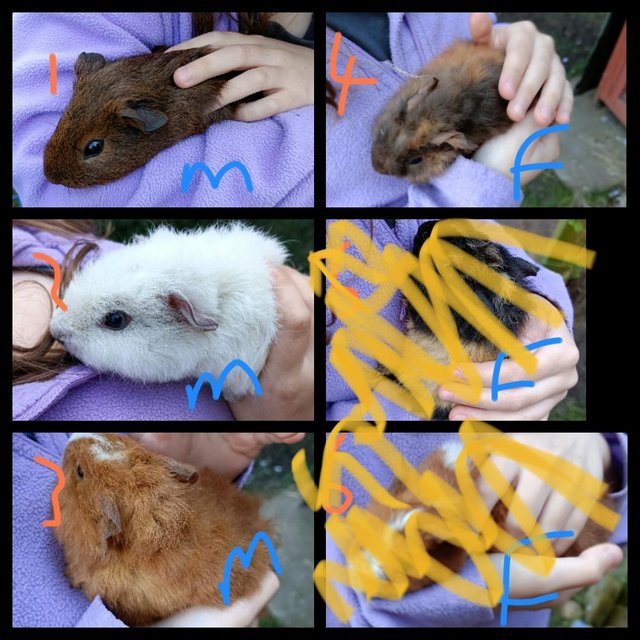 Preview of the first image of Babay Guinea Pigs for Sale in Worthing 3x girls 3x boys.
