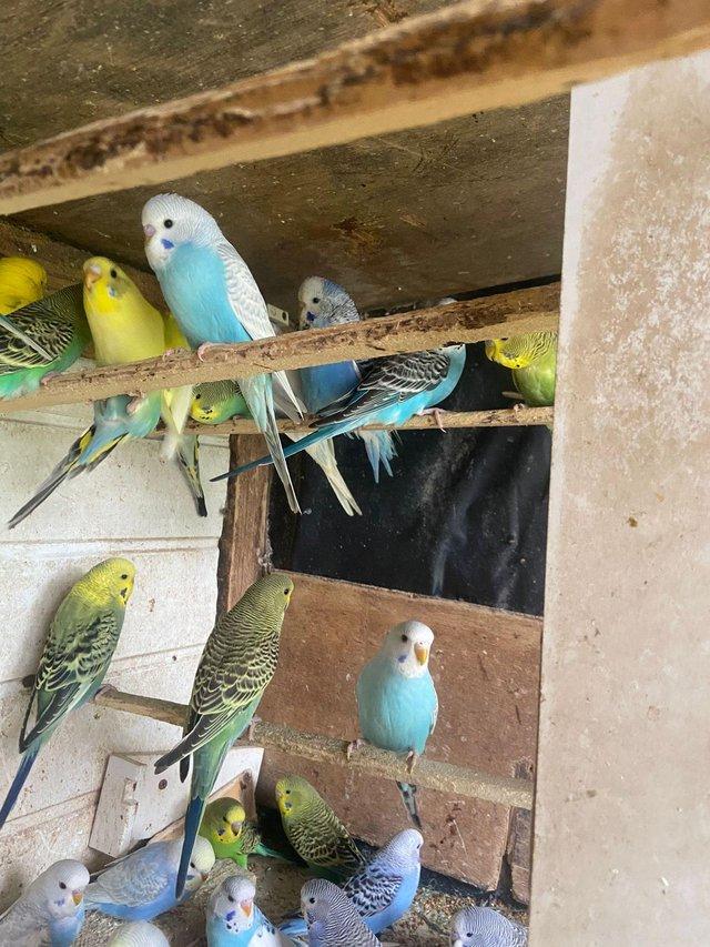 Preview of the first image of Baby budgies for sale please message.