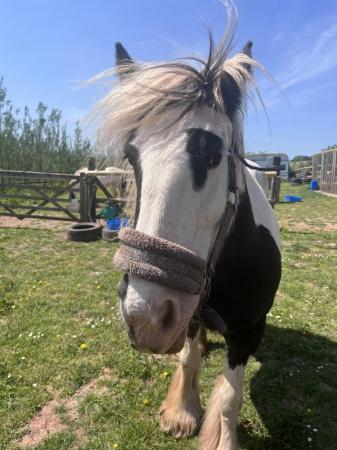 Image 1 of Beautiful Feathered cob mare 14.3