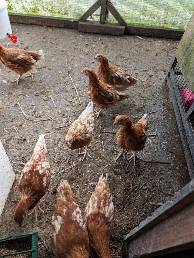 Preview of the first image of Hybrid Brown Hens up to 30 availablediscount for more.