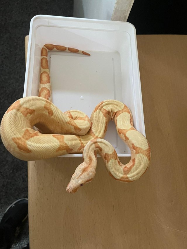 Preview of the first image of Male Albino Boa (3 years old).
