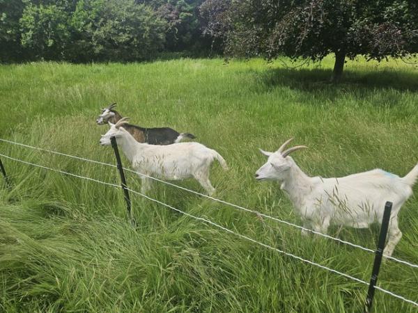 Image 2 of 2yr Old extremely loving friendly goats