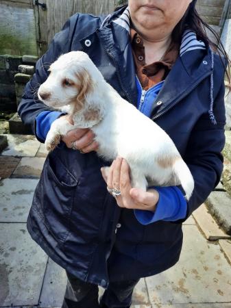 Image 3 of Working cocker spaniel puppies for sale