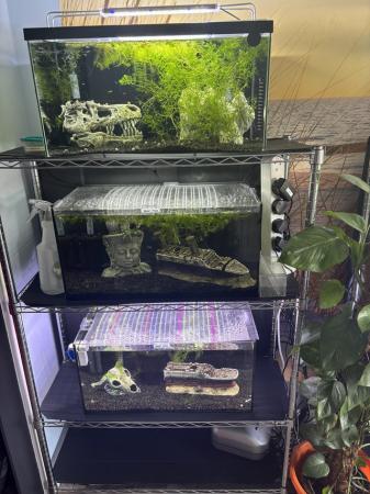 Image 3 of 45l fish tanks full set up. Ideal for guppys