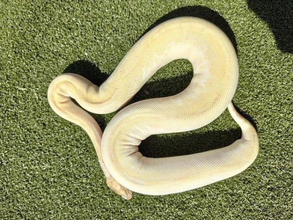 Image 5 of Ball python collection for sale
