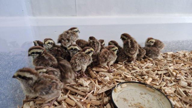 Image 6 of Jungle bush quail eggs/chicks Pre-order
