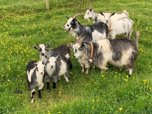 Image 2 of Male Pygmy Goat Kids -  Wethers