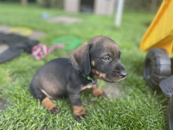 Image 10 of K C wire haired dachshund. Teckel puppies