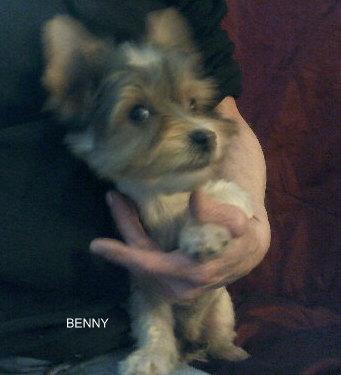 Image 12 of Biewer Yorkshire Terrier Puppies for sale