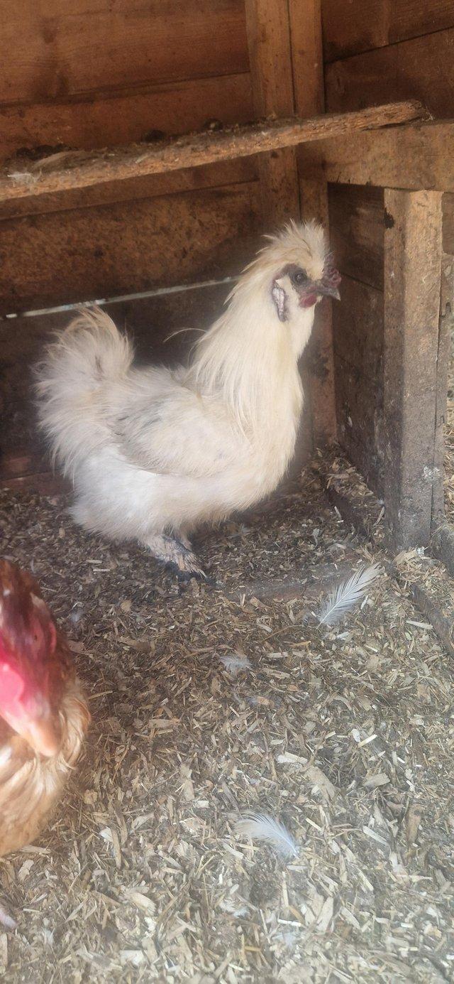 Preview of the first image of Silkie Bantam cockerel 1 year old.