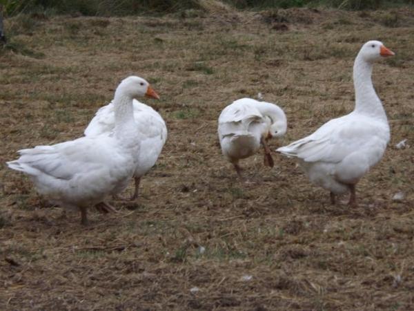 Image 1 of For Sale Ebden Geese, Males and Females.