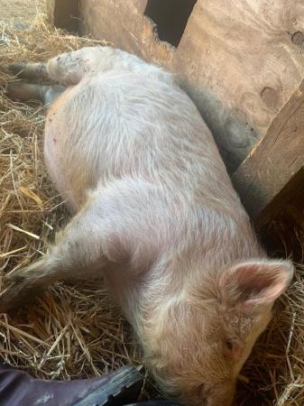 Image 2 of Super friendly Pennywell bred micro pig