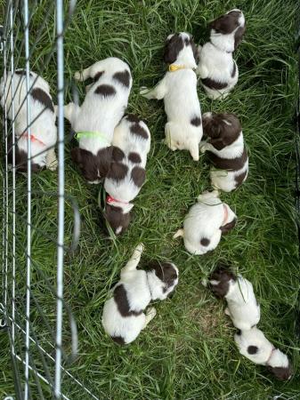 Image 2 of Beautiful marked kc springer pups